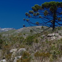 Auracaria tree with Pico da Bandeira, seen from the way between the camps Tronqueira and Terreiao